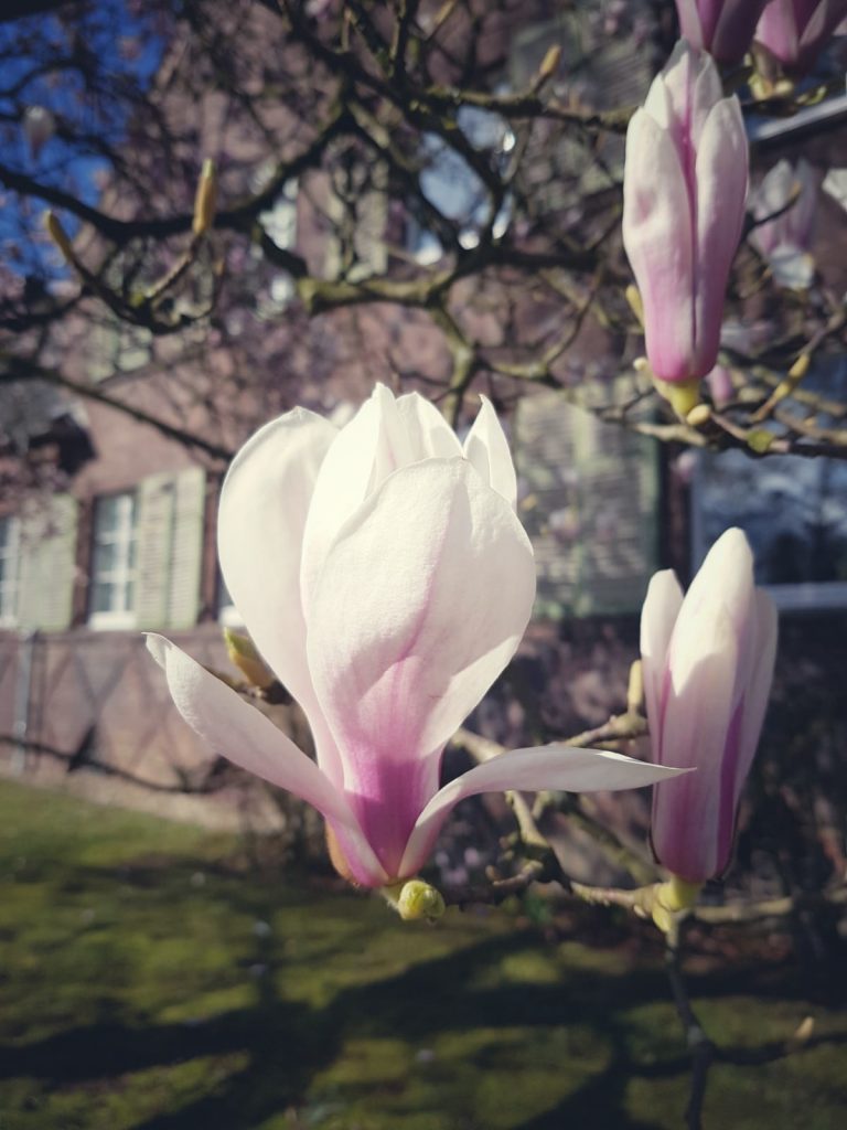 Vintage Frühlingsdeko Magnolien