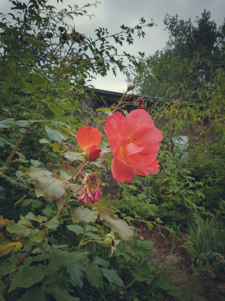 Landschaftspark Duisburg Natur